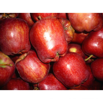 Frische Red One und Two Grade Apple Export